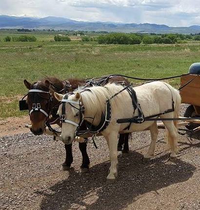 Biscuit and Gravy picture